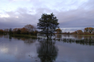 Flooded field