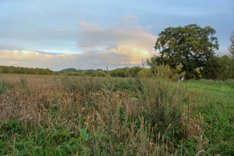 View through long grass across meadow with large tree beyond