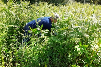 Man in blue overalls bending down amongst vegetation