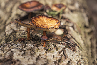 Creamy orange fungi with dark edges on pale bark of tree