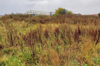 Scrubby grassland with building in distance