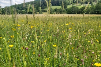 View through wildflowers and grasses across a meadow with a low, tree-covered hill beyond