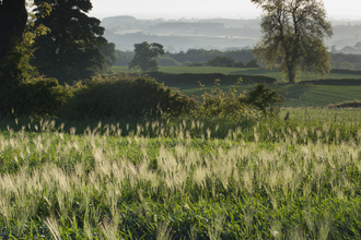 Treescapes Farmed Land (c) Paul Harris