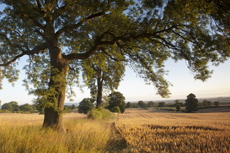 Trees lining a field