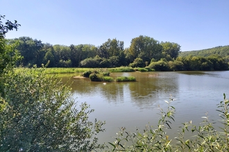 View across lake bordered by vegetation