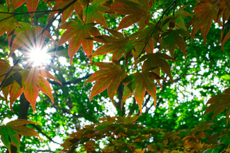 Sunlight shining through leaves