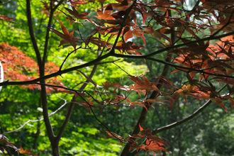 Trees with red and green leaves in the Autumn Garden