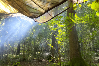 Sunlights on the trees at the forest school