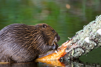 Beaver on a log