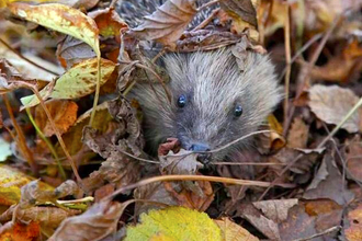 Hedgehog in leaves