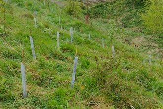 young trees in guards planted on sloping pasture