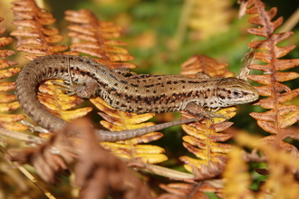 Viviparous lizard