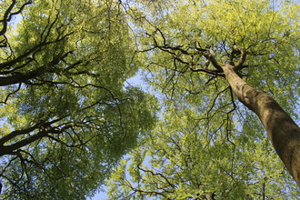 Beech Tree 