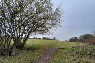 path beside a tree, opening to a grassy area