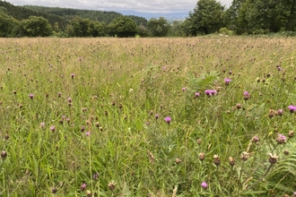 View across a meadow