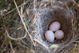 A nest with three eggs in 