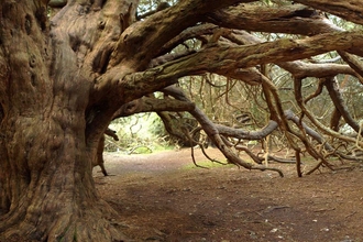 Ancient yew