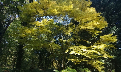 A stunning Japanese Acer at Queenswood Arboretum.