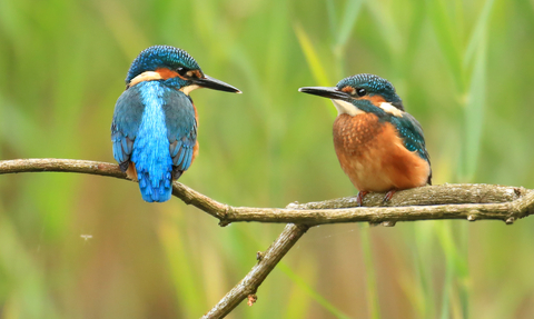 Two kingfishers on a branch