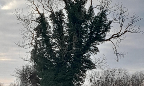 Large tree with bare upper branches, lower branches swathed in ivy_winter