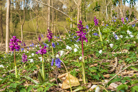 Where to see woodland wildflowers | Herefordshire Wildlife Trust