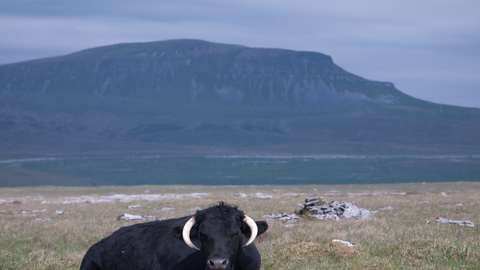 Cattle on upland calcareous grassland