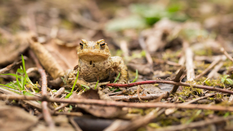 Toad