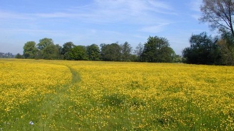 Lugg Meadows