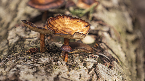 Creamy orange fungi with dark edges on pale bark of tree