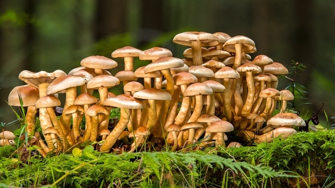 Fungus in the woods (Sponge mushroom)