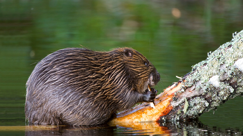 Beaver on a log