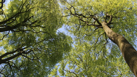 Beech Tree 