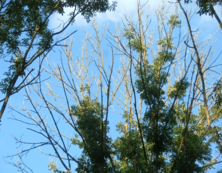 Ash tree with all tops of upper branches bare of leaves