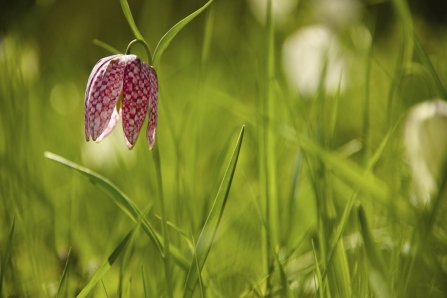 Snake's head fritillary in bloom