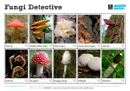 10 images of different fungi