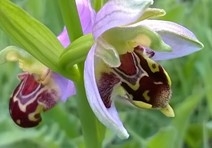 Close-up of a flower with pale outer petals and darker centre