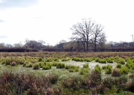 View across standing water/pond with vegetation growing up out of it and hedge and tree in distance