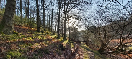 Clay Vallets Wood Nature Reserve