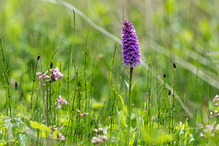 Ail Meadow Southern Marsh Orchid (c) Paul Lloyd