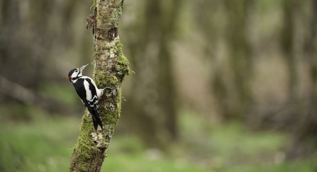 A male great spotted woodpecker, resplendent with its black and white feathers and a red patch on the nape, clings to a mossy tree in a woodland