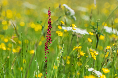 Davies Meadows (c) Paul Lloyd