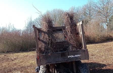 Bundles of brash wood on the back of a trailer