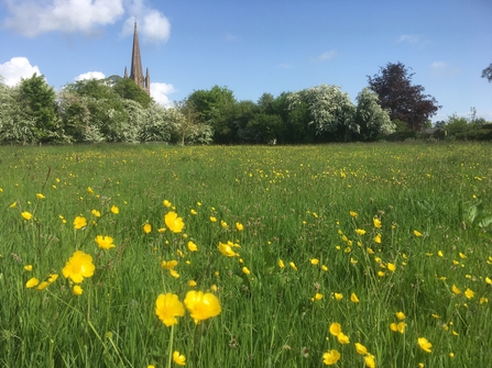 View across meadow with yellow buttercups and hedgerow and church spire behind in the distance