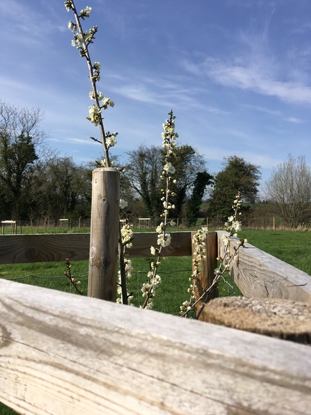 Close up of a flowering sapling within a wooden frame