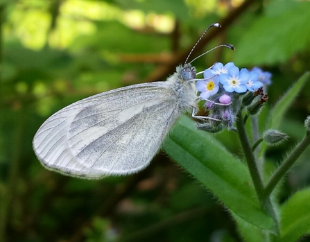 Wood white butterfly