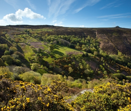 View across a landscape of trees, scrub and grassland