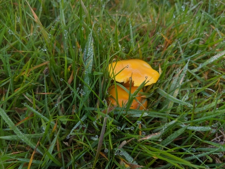 Golden waxcap