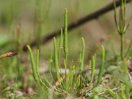 Small multi-stemmed green plant