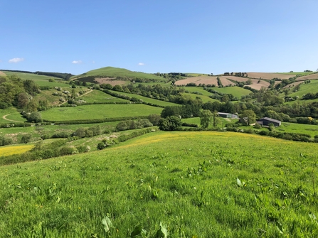 View across fields and hedgerows