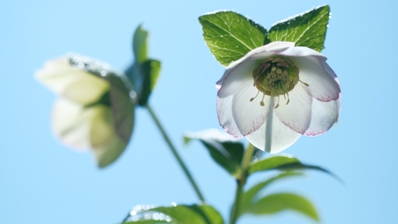 christmas rose (helleborus niger)